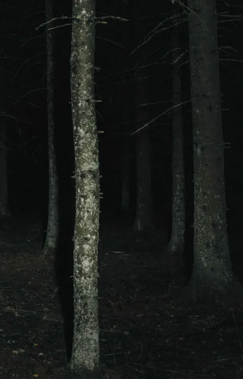 Mörk skog